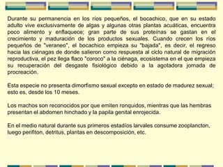 Durante su permanencia en los ríos pequeños, el bocachico, que en su estado
adulto vive exclusivamente de algas y algunas otras plantas acuáticas, encuentra
poco alimento y enflaquece; gran parte de sus proteínas se gastan en el
crecimiento y maduración de los productos sexuales. Cuando crecen los ríos
pequeños de "veraneo", el bocachico empieza su "bajada", es decir, el regreso
hacia las ciénagas de donde salieron como respuesta al ciclo natural de migración
reproductiva, el pez llega flaco "coroco" a la ciénaga, ecosistema en el que empieza
su recuperación del desgaste fisiológico debido a la agotadora jornada de
procreación.

Esta especie no presenta dimorfismo sexual excepto en estado de madurez sexual;
esto es, desde los 10 meses.

Los machos son reconocidos por que emiten ronquidos, mientras que las hembras
presentan el abdomen hinchado y la papila genital enrojecida.

En el medio natural durante sus primeros estadíos larvales consume zooplancton,
luego perifiton, detritus, plantas en descomposición, etc.
 