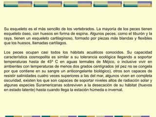 Su esqueleto es el más sencillo de los vertebrados. La mayoría de los peces tienen
esqueleto óseo, con huesos en forma de espina. Algunos peces, como el tiburón y la
raya, tienen un esqueleto cartilaginoso, formado por piezas más blandas y flexibles
que los huesos, llamadas cartílagos.

Los peces ocupan casi todos los hábitats acuáticos conocidos. Su capacidad
característica cosmopolita es similar a su tolerancia ecológica llegando a soportar
temperaturas hasta de 45º C en aguas termales de Méjico, o inclusive vivir en
ambientes con temperaturas de menos dos grados centígrados (el pez no se congela
por que contiene en su sangre un anticongelante biológico), otros son capaces de
resistir salinidades cuatro veces superiores a las del mar, algunos viven en completa
oscuridad, existen los que son capaces de soportar niveles altos de radiación solar y
algunas especies Suramericanas sobreviven a la desecación de su hábitat (huevos
en estado latente) hasta cuando llega la estación húmeda o invernal.
 