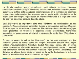 La dermis contiene vasos sanguíneos, terminaciones nerviosas, órganos
sensoriales cutáneos y tejido conectivo, allí se suele encontrar también papilas
gustativas y táctiles. Esta capa juega papel importante en la formación de escamas
y estructuras relacionadas. Las escamas por su parte, están distribuidas en la
mayor parte del cuerpo, "organizadas en hileras horizontales a lo largo del flanco
del pez y en columnas oblicuas de arriba-abajo.

Esta disposición es importante para fines científicos de identificación de las
especies”. Estas estructuras presentan formas y composición química diferente;
Entre los tipos de escamas se encuentran: Placoideas (o dentículos dérmicos) que
están presentes en tiburones y especies afines, Cosmoideas, Ganoideas
(presentes en peces óseos primitivos) y escamas de borde óseo (Cicloideas y
Ctenoideas).

En muchos peces, la piel es lisa (desnudos), por no tener escamas, son los
llamados "peces de cuero" como los "bagres" blanquillo Sorubim lima, bagre
pintado Pseudoplatystoma fasciatum, barbul Pimelodus clarias, etc. En otros
casos, las escamas sólo están presentes en ciertas partes del cuerpo, como en el
pez amazónico llamado matacaimán Oxidaras niger (familia Doradidae), han
derivado en placas óseas como en peces de la familia Loricariidae, o la tienen
reducida a unas cuantas espinas, como en las "rayas".
 