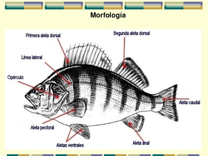 Generalidades y razas de peces