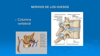 NERVIOS DE LOS HUESOS
 Columna
vertebral
 