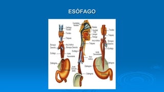 ESÓFAGO
 