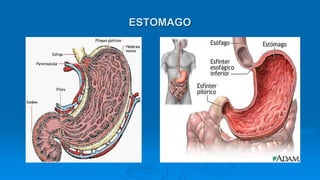 ESTOMAGO
 