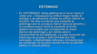  EL ESTÓMAGO bolsa gástrica se lo ve en rayos X
como una J mayúscula su orificio mayor recibe al
esófago y se denomina cardias su orificio inferior es
el píloro, las dos curvaturas que presenta el
estómago son la curvatura menor hacia la derecha y
la curvatura mayor hacia la izquierda el fondo
gástrico es la parte que corresponde al mayor
declive del estómago y por detrás está la
transcavidad de los epiplones. La capa muscular del
estómago es gruesa y está formada por tres
subcapas: Longitudinales oblicuas y circulares que
se condensan en el píloro donde forman el esfínter
pilórico o válvula pilórica
ESTÓMAGO
 