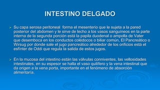  Su capa serosa peritoneal forma el mesenterio que le sujeta a la pared
posterior del abdomen y le sirve de lecho a los vasos sanguíneos en la parte
interna de la segunda porción está la papila duodenal o ampolla de Vater
que desemboca en los conductos colédocos o biliar común, El Pancreático o
Wirsug por donde sale el jugo pancreático alrededor de los orificios está el
esfínter de Oddi que regula la salida de estos jugos.
 En la mucosa del intestino están las válvulas conniventes, las vellosidades
intestinales, en su espesor se halla el vaso quilífero y la vena intestinal que
da origen a la vena porta, importante en el fenómeno de absorción
alimentaría.
INTESTINO DELGADO
 