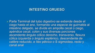  Parte Terminal del tubo digestivo se extiende desde el
ciego hasta el ano, formando una especie de guirnalda al
intestino delgado, se divide en ampolla cecal o ciego,
apéndice cecal, colon y sus diversas porciones
ascendente ángulo cólico derecho, transverso, flexura
cólica izquierda o ángulo esplénico, descendente de
calibre reducido, e íleo pélvico o S sigmoidea, recto y
canal anal
INTESTINO GRUESO
 