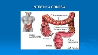INTESTINO GRUESO
 