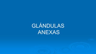 GLÁNDULAS
ANEXAS
 