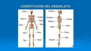 CONSTITUCIÓN DEL ESQUELETO
 