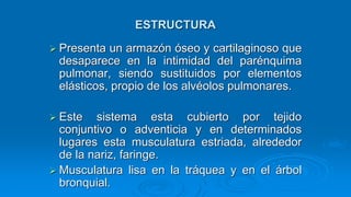 ESTRUCTURA
 Presenta un armazón óseo y cartilaginoso que
desaparece en la intimidad del parénquima
pulmonar, siendo sustituidos por elementos
elásticos, propio de los alvéolos pulmonares.
 Este sistema esta cubierto por tejido
conjuntivo o adventicia y en determinados
lugares esta musculatura estriada, alrededor
de la nariz, faringe.
 Musculatura lisa en la tráquea y en el árbol
bronquial.
 