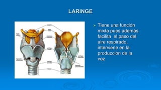 LARINGE
 Tiene una función
mixta pues además
facilita el paso del
aire respirado,
interviene en la
producción de la
voz
 