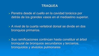 TRAQUEA
 Penetra desde el cuello en la cavidad torácica por
detrás de los grandes vasos en el mediastino superior.
 A nivel de la cuarta vertebral dorsal se divide en dos
bronquios primarios.
 Sus ramificaciones continúan hasta constituir el árbol
bronquial de bronquios secundarios y terciarios,
bronquiolos y alvéolos pulmonares
 