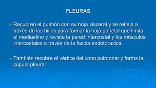 PLEURAS
 Recubren el pulmón con su hoja visceral y se refleja a
través de los hilios para formar la hoja parietal que limita
el mediastino y reviste la pared intercostal y los músculos
intercostales a través de la fascia endotoraxica.
 También recubre el vértice del cono pulmonar y forma la
cúpula pleural
 