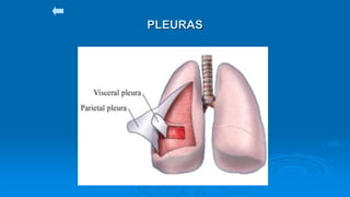 PLEURAS
 