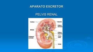 APARATO EXCRETOR
PELVIS RENAL
 