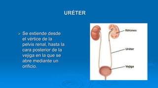URÉTER
 Se extiende desde
el vértice de la
pelvis renal, hasta la
cara posterior de la
vejiga en la que se
abre mediante un
orificio.
 