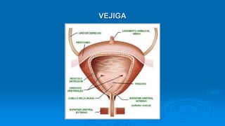 VEJIGA
 