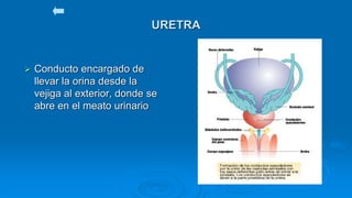 URETRA
 Conducto encargado de
llevar la orina desde la
vejiga al exterior, donde se
abre en el meato urinario
 