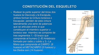 CONSTITUCIÓN DEL ESQUELETO
 Rodean la parte superior del tórax dos
huesos la Clavícula y la Escápula,
ambos forman la Cintura torácica o
Escapular, penden de esta cintura
lateralmente una serie de palancas
que se articulan entre si que
constituyen el miembro superior o
toráxico ese miembro se compone de
tres segmentos 1.- El brazo que
comprende el humero 2.-El Antebrazo
formado por radio y cubito y 3.- La
Mano que comprende el CARPO (8
huesos) el METACARPO (5 huesos) y
los Dedos son (14 huesos).
 