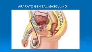 APARATO GENITAL MASCULINO
 