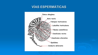 VÍAS ESPERMÁTICAS
 