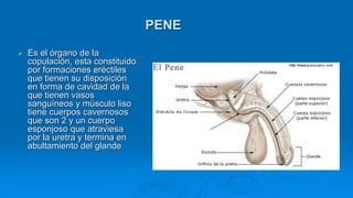 PENE
 Es el órgano de la
copulación, esta constituido
por formaciones eréctiles
que tienen su disposición
en forma de cavidad de la
que tienen vasos
sanguíneos y músculo liso
tiene cuerpos cavernosos
que son 2 y un cuerpo
esponjoso que atraviesa
por la uretra y termina en
abultamiento del glande
 