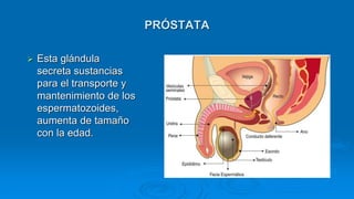 PRÓSTATA
 Esta glándula
secreta sustancias
para el transporte y
mantenimiento de los
espermatozoides,
aumenta de tamaño
con la edad.
 