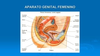 APARATO GENITAL FEMENINO
 