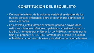  De la parte inferior, de la columna vertebral se desprende los
huesos coxales articulados entre si se unen por detrás con el
sacro y el cóccix
 Los coxales juntos forman el cinturón pélvico a cuyos lados
están los miembros inferiores o pelvianos constituidos por 1.-
MUSLO.- formado por el fémur 2.- LA PIERNA.- formado por la
tibia y el peroné y 3.- EL PIE.- formado por el tarso (7 huesos)
el Metatarso.- con cinco huesos y los dedos con catorce huesos
CONSTITUCIÓN DEL ESQUELETO
 