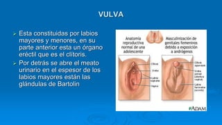VULVA
 Esta constituidas por labios
mayores y menores, en su
parte anterior esta un órgano
eréctil que es el clítoris.
 Por detrás se abre el meato
urinario en el espesor de los
labios mayores están las
glándulas de Bartolin
 