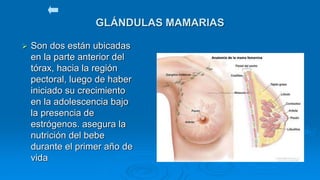 GLÁNDULAS MAMARIAS
 Son dos están ubicadas
en la parte anterior del
tórax, hacia la región
pectoral, luego de haber
iniciado su crecimiento
en la adolescencia bajo
la presencia de
estrógenos. asegura la
nutrición del bebe
durante el primer año de
vida
 