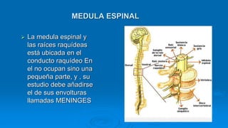 MEDULA ESPINAL
 La medula espinal y
las raíces raquídeas
está ubicada en el
conducto raquídeo En
el no ocupan sino una
pequeña parte, y , su
estudio debe añadirse
el de sus envolturas
llamadas MENINGES
 