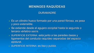 MENINGES RAQUÍDEAS
DURAMADRE
 Es un cilindro hueco formado por una pared fibrosa, es pesa
y poco extensible.
 Se extiende desde el agujero occipital hasta la segunda o
tercera vértebra sacra.
 SUPERFICIE EXTERNA: esta junto a las paredes óseas y
ligamentos del conducto raquídeo separadas del espacio
epidural.
 SUPERFICIE INTERNA: es lisa y pulida.
 