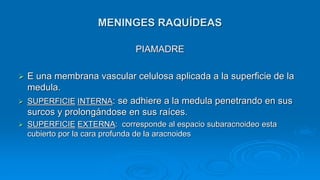 MENINGES RAQUÍDEAS
PIAMADRE
 E una membrana vascular celulosa aplicada a la superficie de la
medula.
 SUPERFICIE INTERNA: se adhiere a la medula penetrando en sus
surcos y prolongándose en sus raíces.
 SUPERFICIE EXTERNA: corresponde al espacio subaracnoideo esta
cubierto por la cara profunda de la aracnoides
 