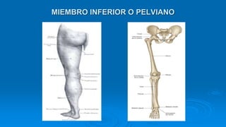 MIEMBRO INFERIOR O PELVIANO
 
