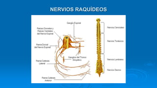NERVIOS RAQUÍDEOS
 