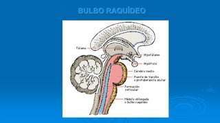 BULBO RAQUÍDEO
 