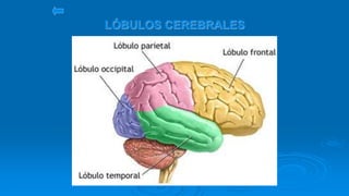 LÓBULOS CEREBRALES
 