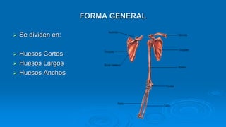 FORMA GENERAL
 Se dividen en:
 Huesos Cortos
 Huesos Largos
 Huesos Anchos
 