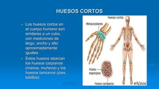 HUESOS CORTOS
 Los huesos cortos en
el cuerpo humano son
similares a un cubo,
con mediciones de
largo, ancho y alto
aproximadamente
iguales.
 Estos huesos abarcan
los huesos carpianos
(manos, muñeca) y los
huesos tarsianos (pies,
tobillos).
 