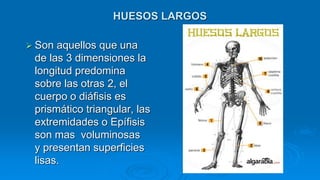 HUESOS LARGOS
 Son aquellos que una
de las 3 dimensiones la
longitud predomina
sobre las otras 2, el
cuerpo o diáfisis es
prismático triangular, las
extremidades o Epífisis
son mas voluminosas
y presentan superficies
lisas.
 