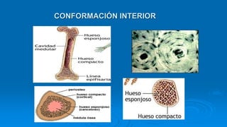 CONFORMACIÓN INTERIOR
 