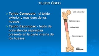 TEJIDO ÓSEO
 Tejido Compacto - el tejido
exterior y más duro de los
huesos.
 Tejido Esponjoso - tejido de
consistencia esponjosa
presente en la parte interna de
los huesos.
 