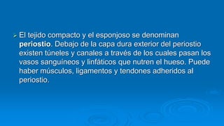  El tejido compacto y el esponjoso se denominan
periostio. Debajo de la capa dura exterior del periostio
existen túneles y canales a través de los cuales pasan los
vasos sanguíneos y linfáticos que nutren el hueso. Puede
haber músculos, ligamentos y tendones adheridos al
periostio.
 
