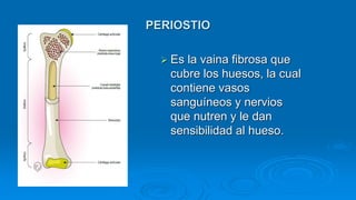 PERIOSTIO
 Es la vaina fibrosa que
cubre los huesos, la cual
contiene vasos
sanguíneos y nervios
que nutren y le dan
sensibilidad al hueso.
 