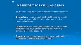 Los distintos tipos de células óseas incluyen los siguientes:
 Osteoblasto - se encuentra dentro del hueso; su función
consiste en formar el tejido y los minerales que dan
resistencia al hueso.
 Osteoclasto - célula de gran tamaño que se forma en la
médula ósea y cuya función consiste en absorber y
eliminar el tejido no deseado.
 Osteocito - se encuentra dentro del hueso; su función
consiste en mantener vivo el tejido óseo.
DISTINTOS TIPOS CÉLULAS ÓSEAS
 