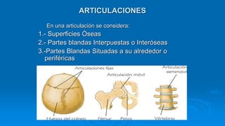 ARTICULACIONES
En una articulación se considera:
1.- Superficies Óseas
2.- Partes blandas Interpuestas o Interóseas
3.-Partes Blandas Situadas a su alrededor o
periféricas
 
