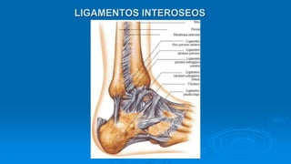 LIGAMENTOS INTEROSEOS
 