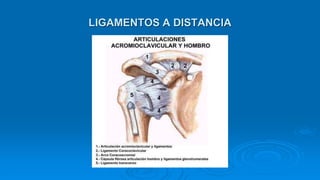 LIGAMENTOS A DISTANCIA
 