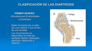 CLASIFICACIÓN DE LAS DIARTROSIS
PRIMER GENERO:
Articulaciones Enartroidales
o Enartrosis:
 Están formadas de un lado
por una cabeza Y por el otro
de una cavidad
 Los movimientos se
desarrollan en todo los
sentidos: flexión, extensión,
aducción, abducción y
rotación.
 